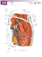 Sobotta Atlas of Human Anatomy  Head,Neck,Upper Limb Volume1 2006, page 235